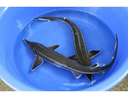 Jeseter malý - Acipenser ruthenus (25-30cm)