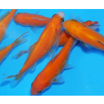 Karas zlatý - Carassius auratus gold (20-25cm)